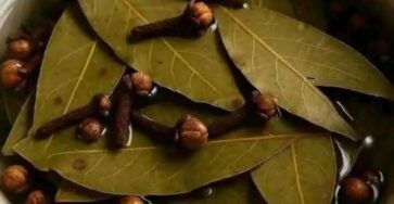 Bay Leaf and Clove Herbal